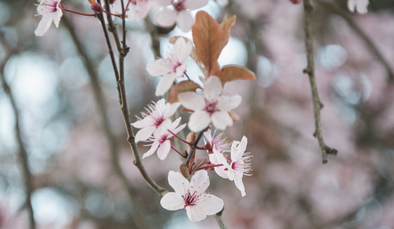 Nikon D3200 sample photo