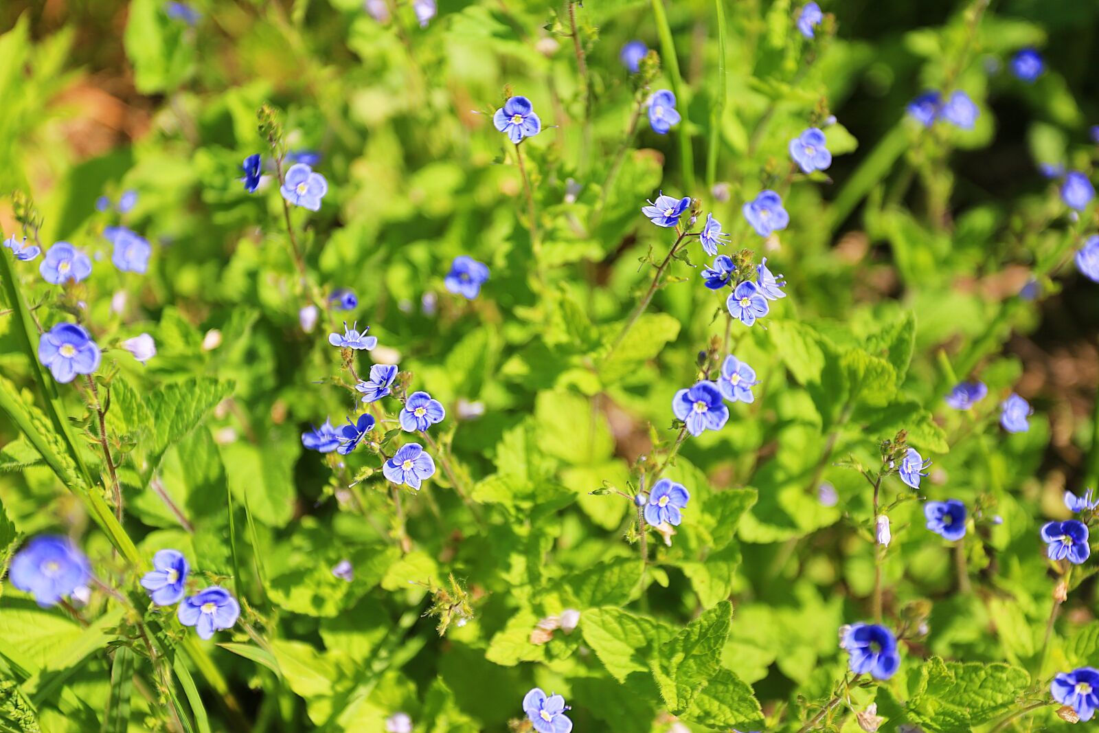 Canon EOS 6D + Canon EF 17-40mm F4L USM sample photo. Summer, beauty, summer flowers photography