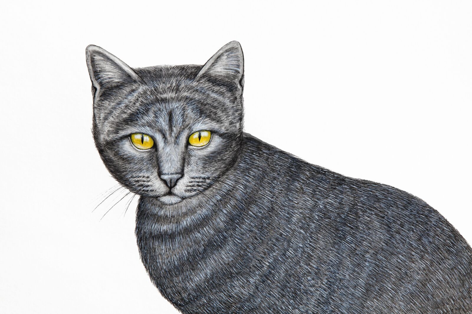 Canon EOS 5D Mark II sample photo. Funny, cat, drawing photography