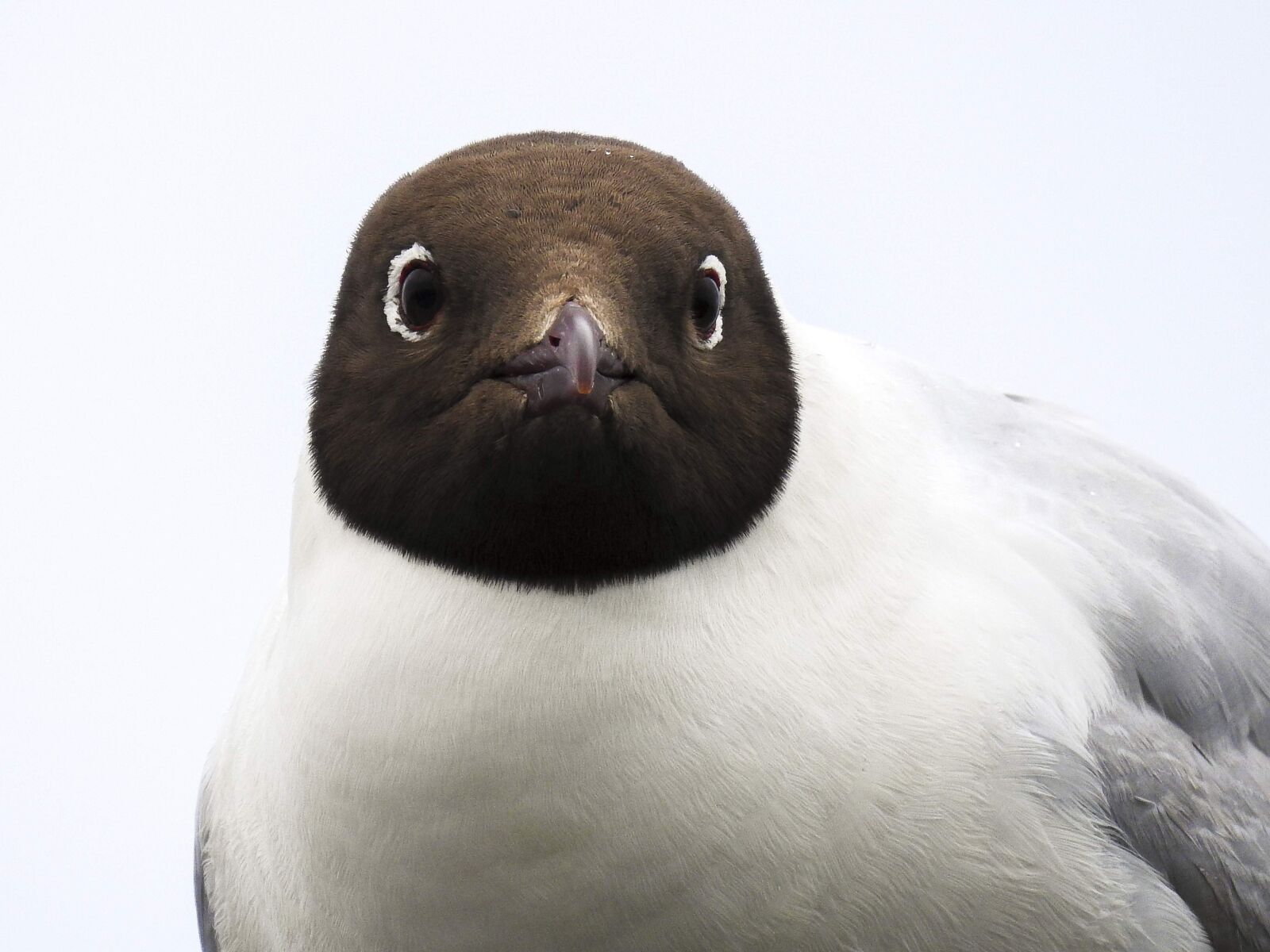 Nikon Coolpix P900 sample photo. Black headed gull, seagull photography