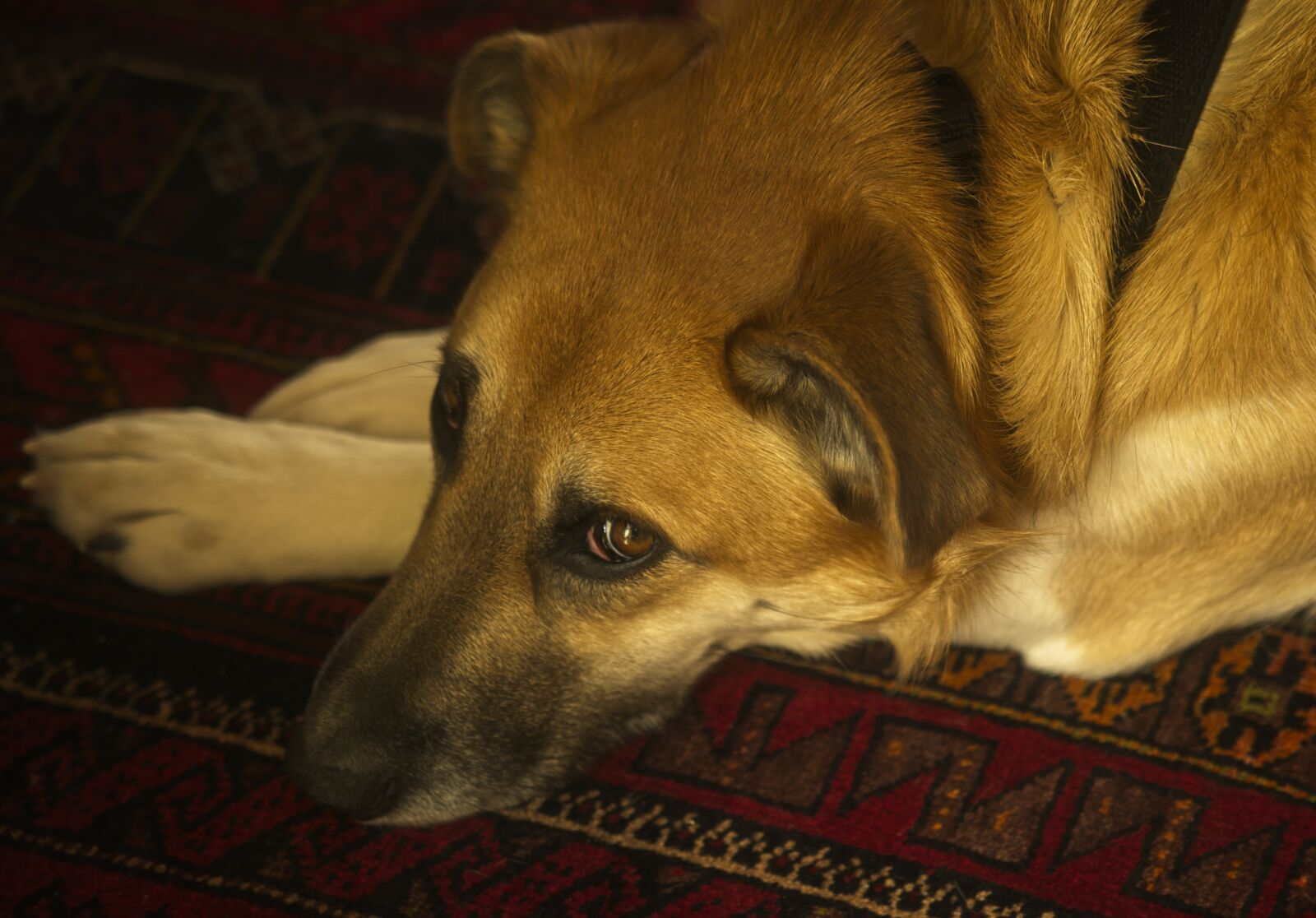 Sony a7 III sample photo. Dog, portrait, rest photography