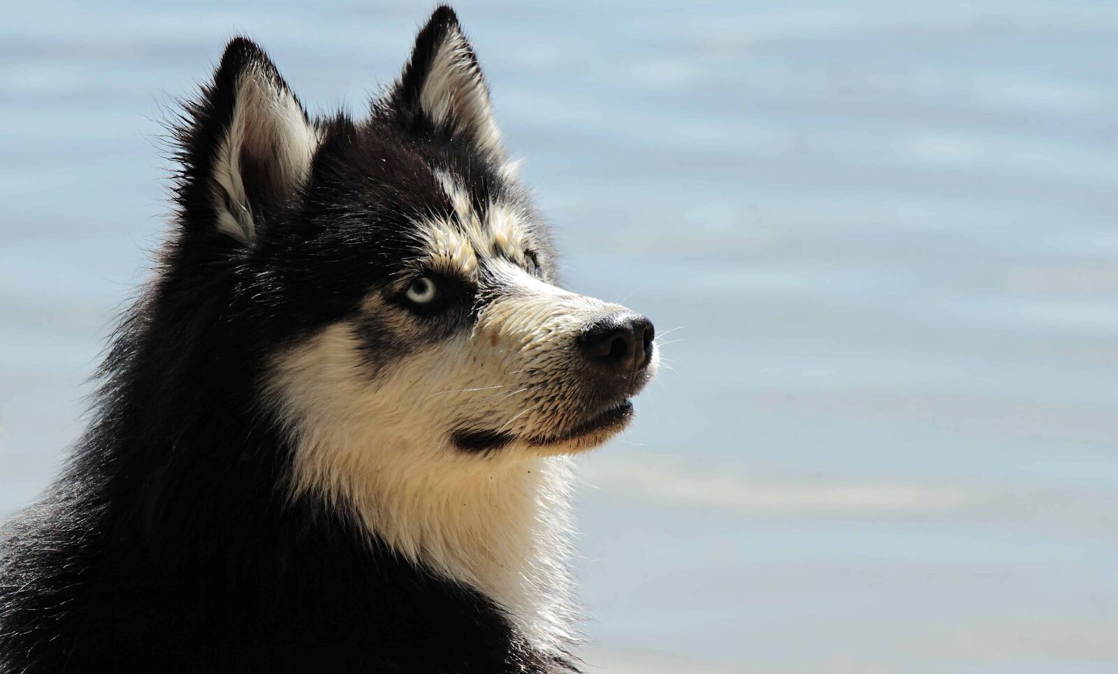 Canon EOS 100D (EOS Rebel SL1 / EOS Kiss X7) sample photo. Black dog, fur, daylight photography