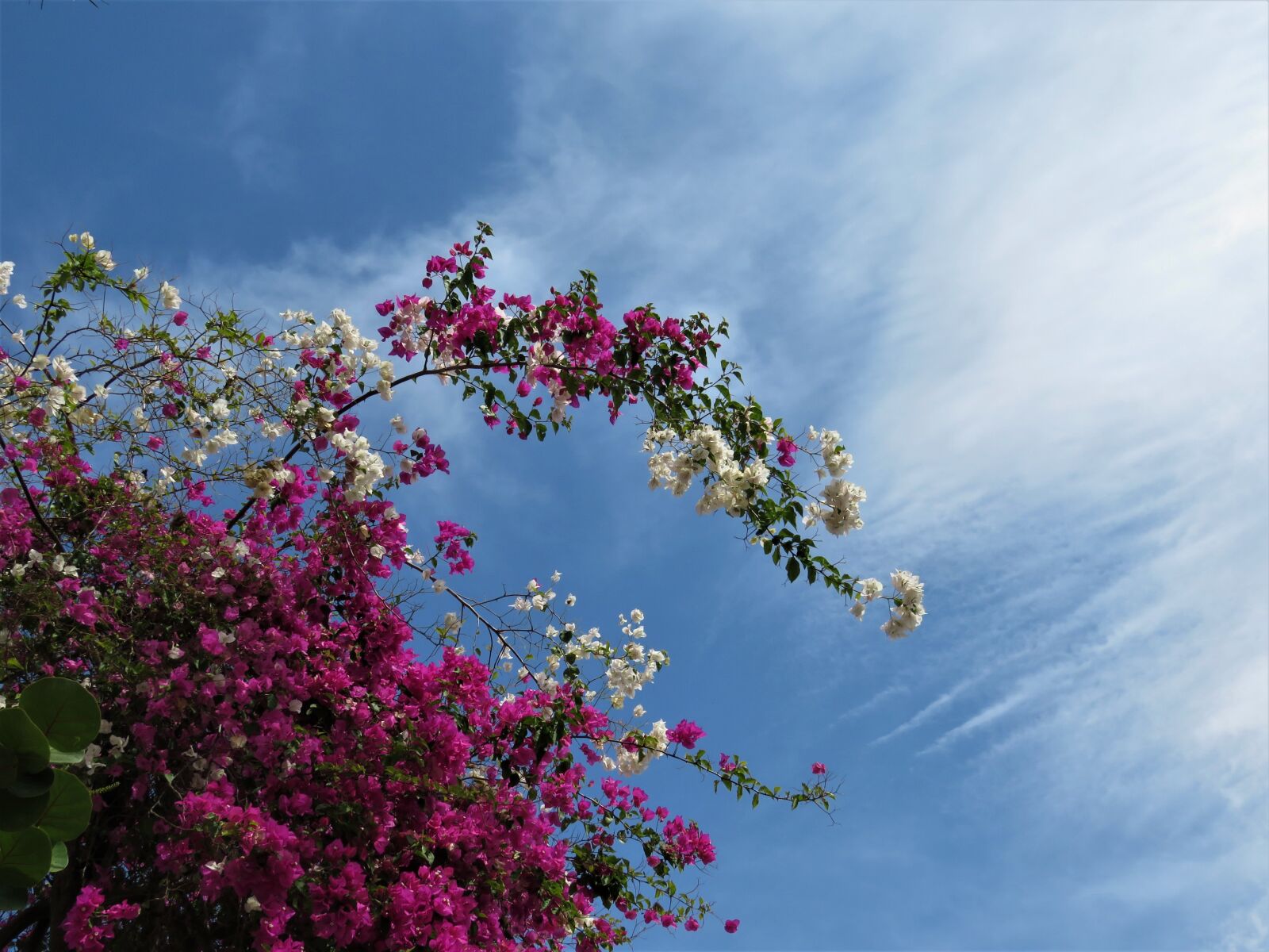 Canon PowerShot SX60 HS sample photo. Bogondia, flowers sky, pink photography