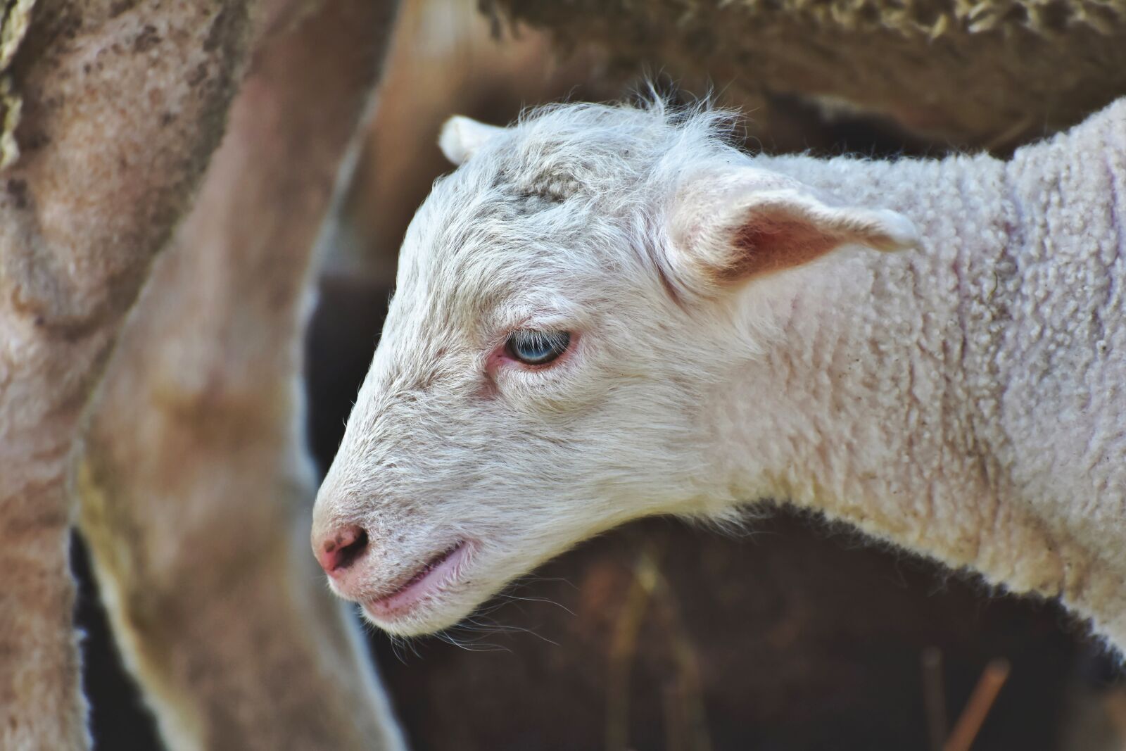 Nikon D7200 sample photo. Lamb, schäfchen, sheep photography