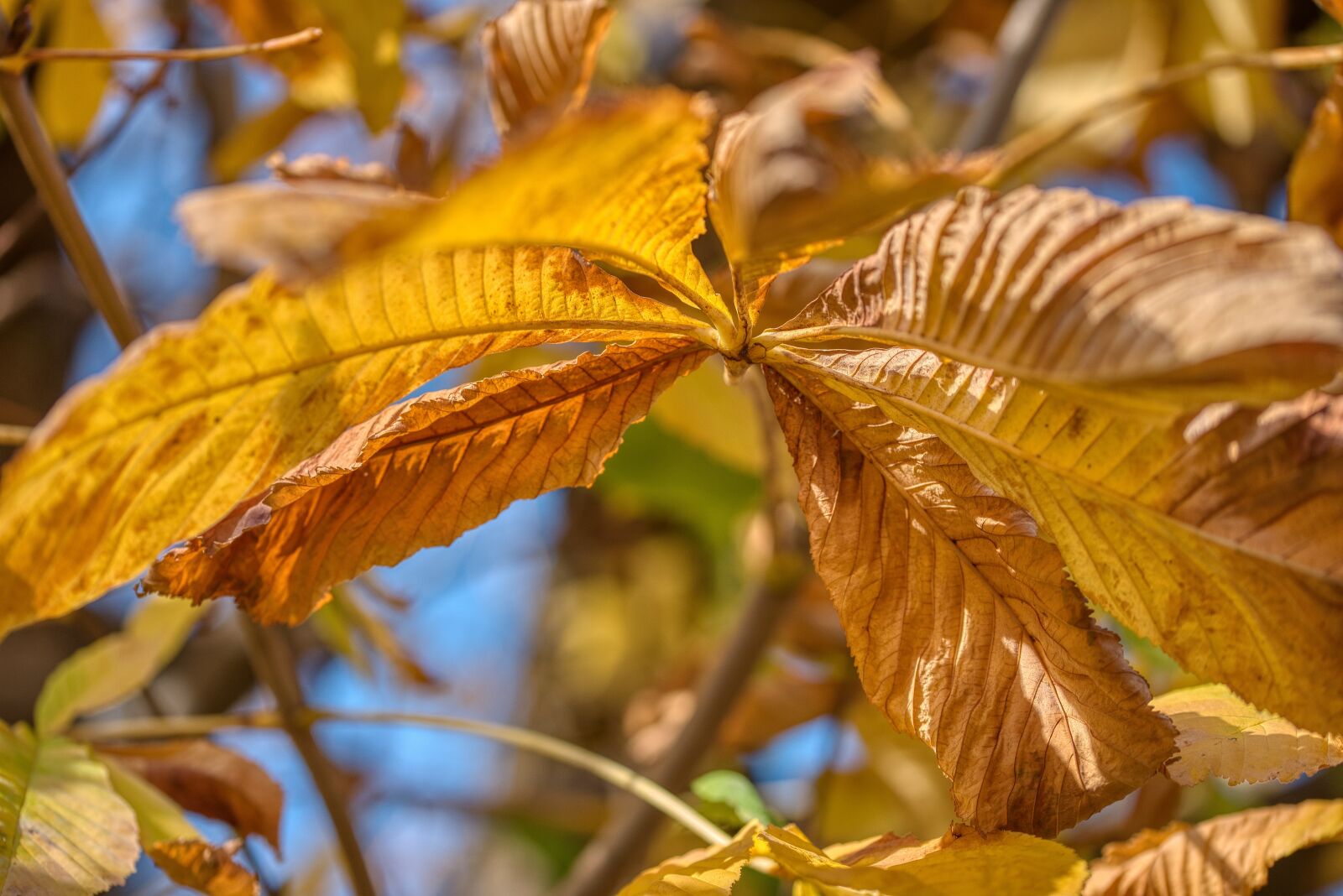 Nikon D750 sample photo. Chestnut tree, autumn, season photography