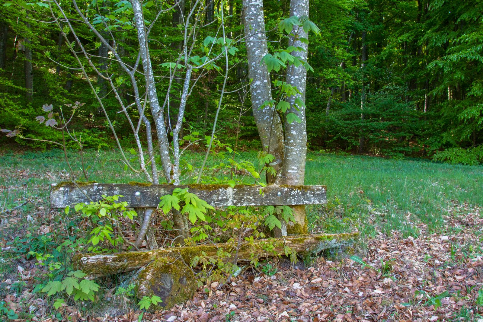 Canon EOS 7D sample photo. Bank, old bench, bench photography