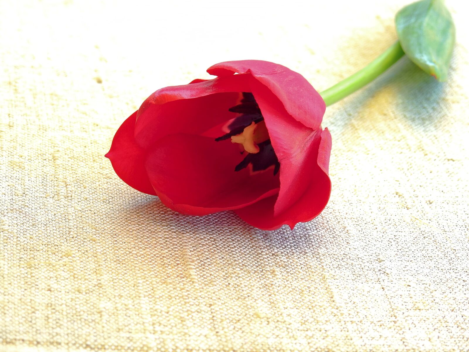 Nikon Coolpix P900 sample photo. Tulip, flower, nature photography