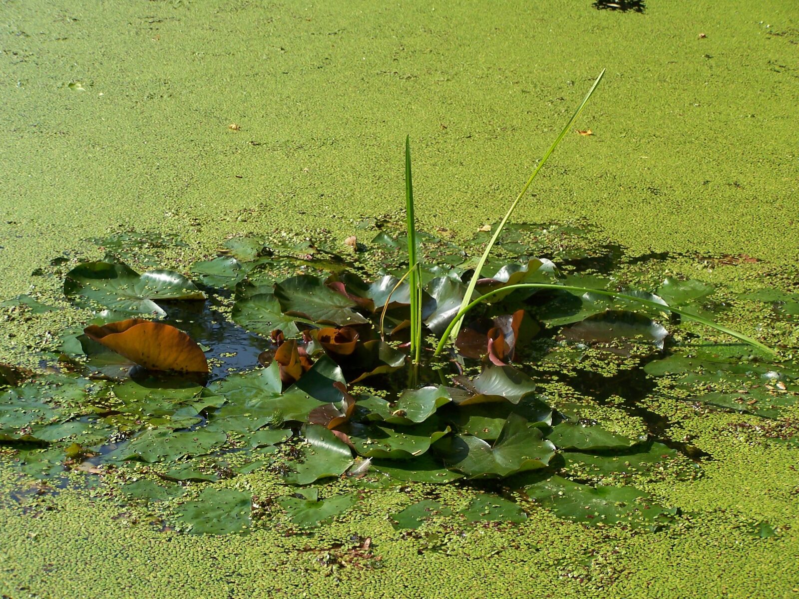 Kodak Z7590 ZOOM DIGITAL CAMERA sample photo. Duckweed, pond, green photography