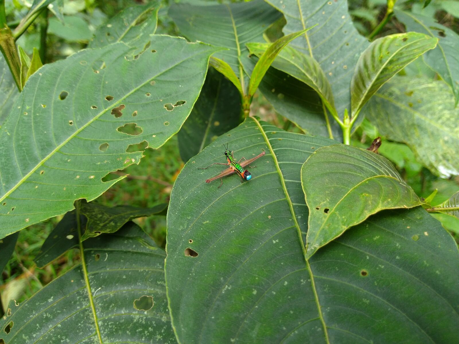 Motorola Moto G Play sample photo. Cricket, insect, leaves photography