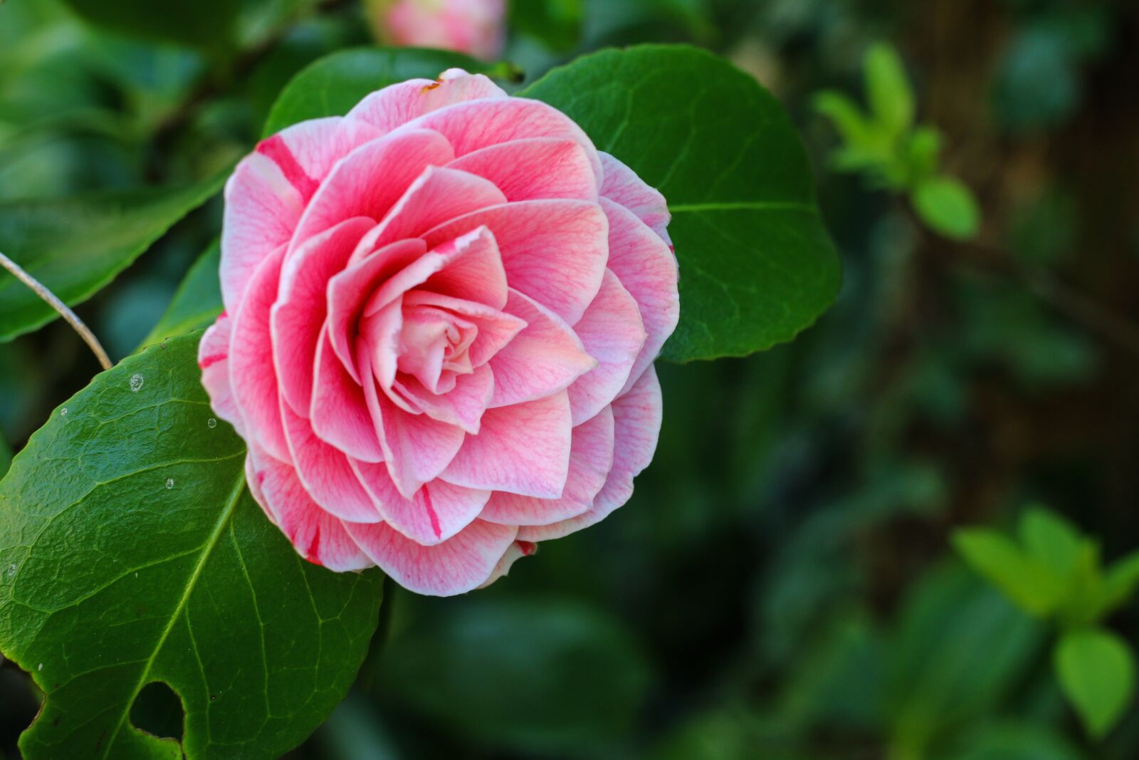 Canon EOS 70D + Canon EF 50mm F1.8 STM sample photo. Camelia, flower, shrub photography