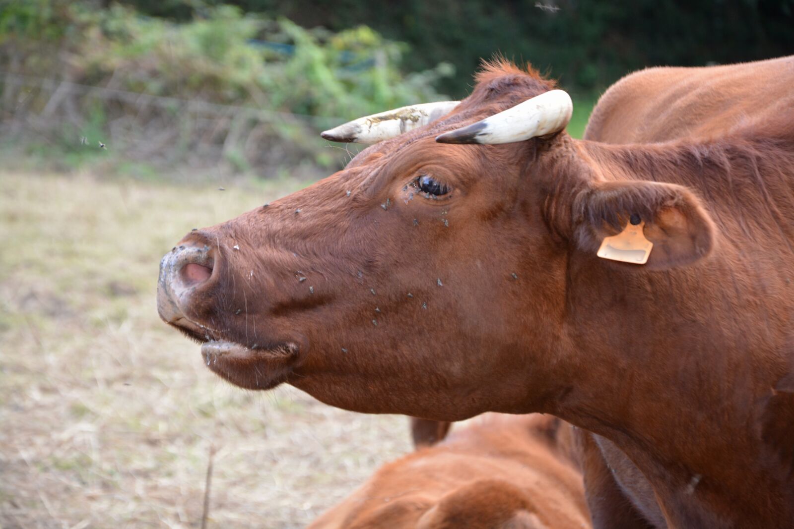 Nikon D5200 sample photo. Cow, cowhide, mooing photography