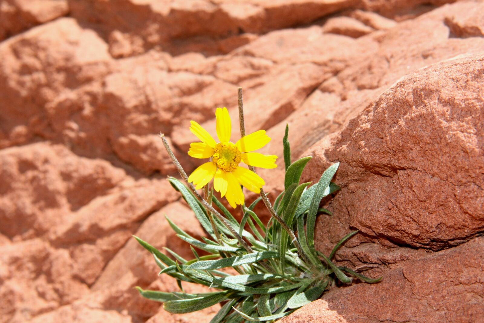 Canon EOS 450D (EOS Rebel XSi / EOS Kiss X2) sample photo. Nature, rock, flower photography