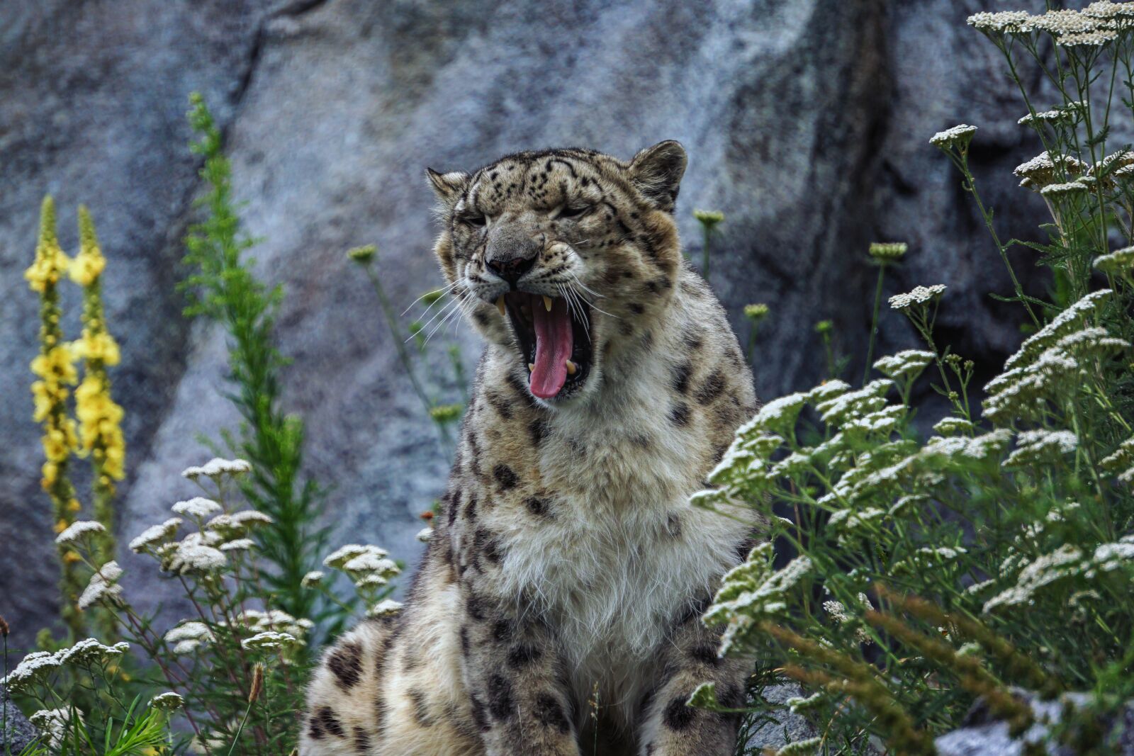 Sony a6000 sample photo. Snow leopard, predator, big photography