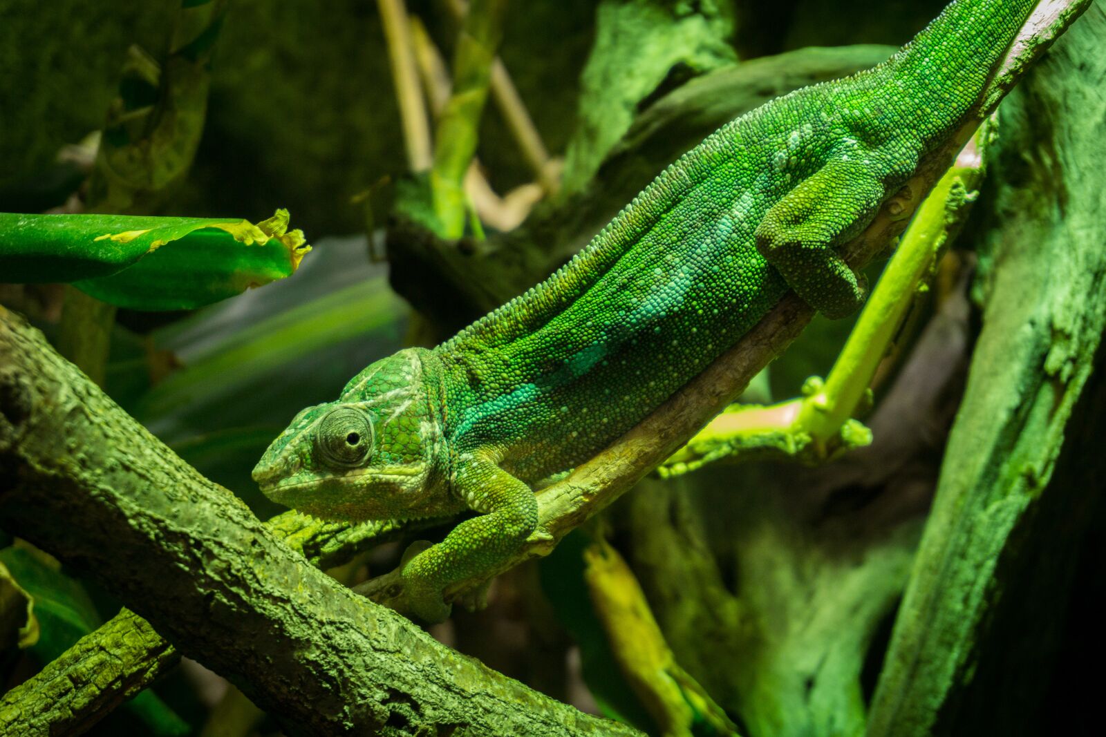 Sony a6000 sample photo. Lizard, green, gecko photography