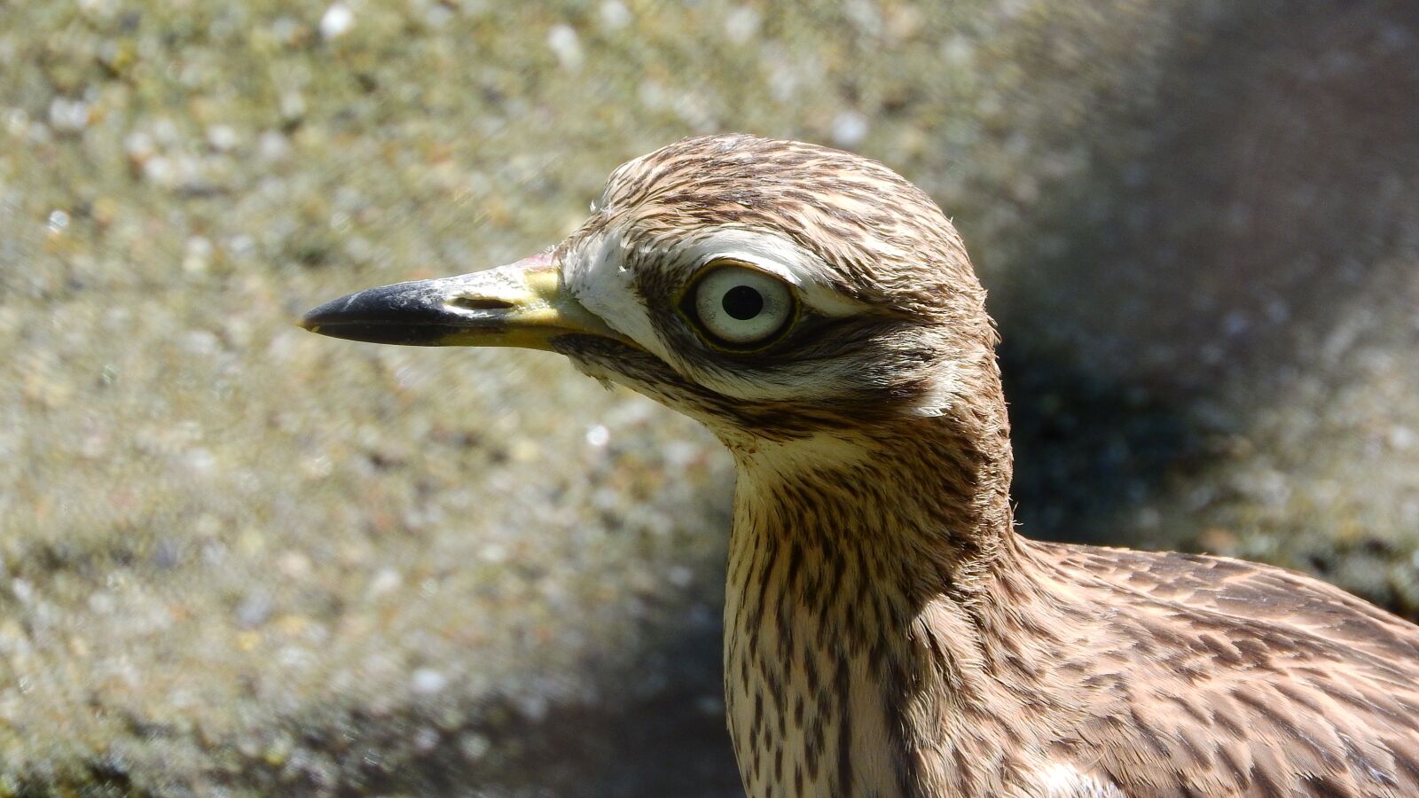 Nikon Coolpix P610 sample photo. Double horn , burhinus photography