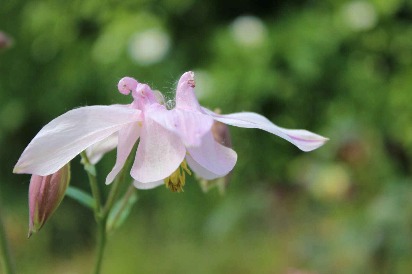 Canon EOS 600D (Rebel EOS T3i / EOS Kiss X5) sample photo. Columbine, common akelei, common photography