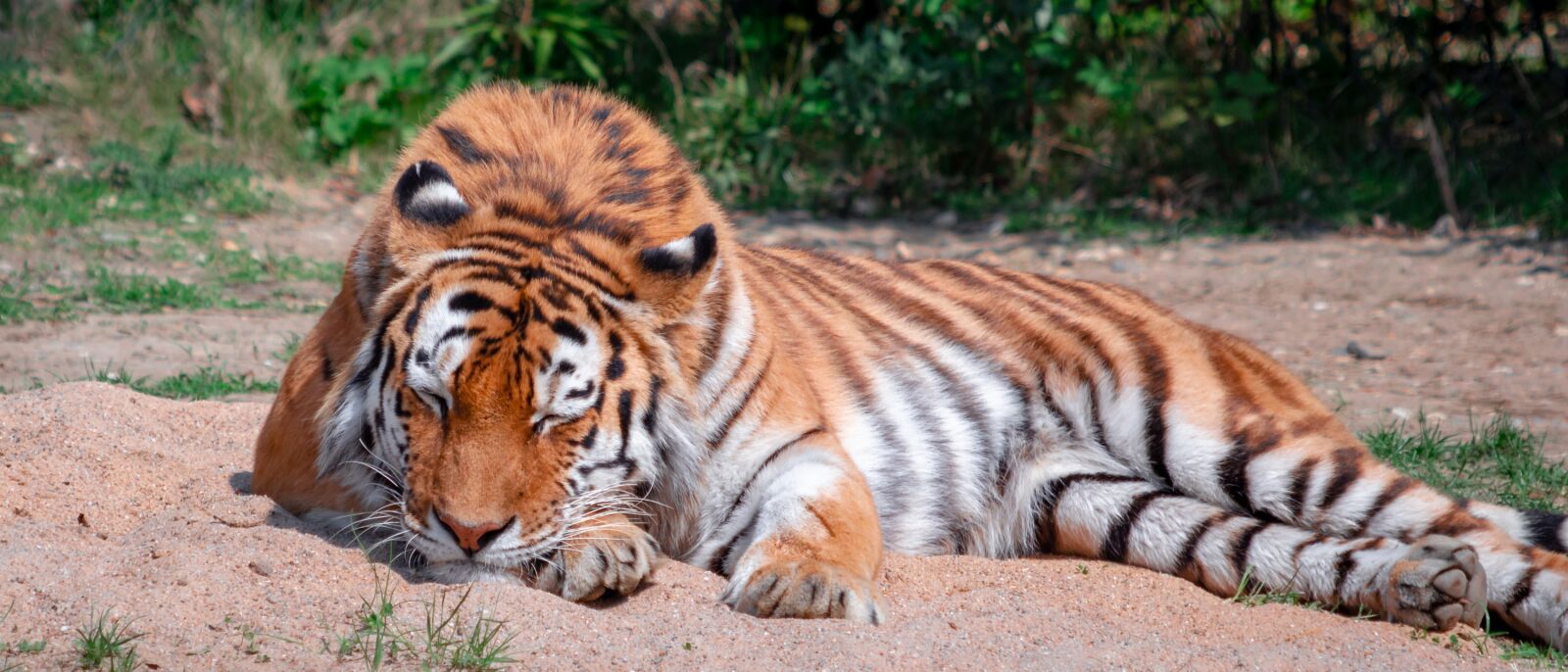 Canon EF 70-300 F4-5.6 IS II USM sample photo. Tiger, big cat, majestic photography