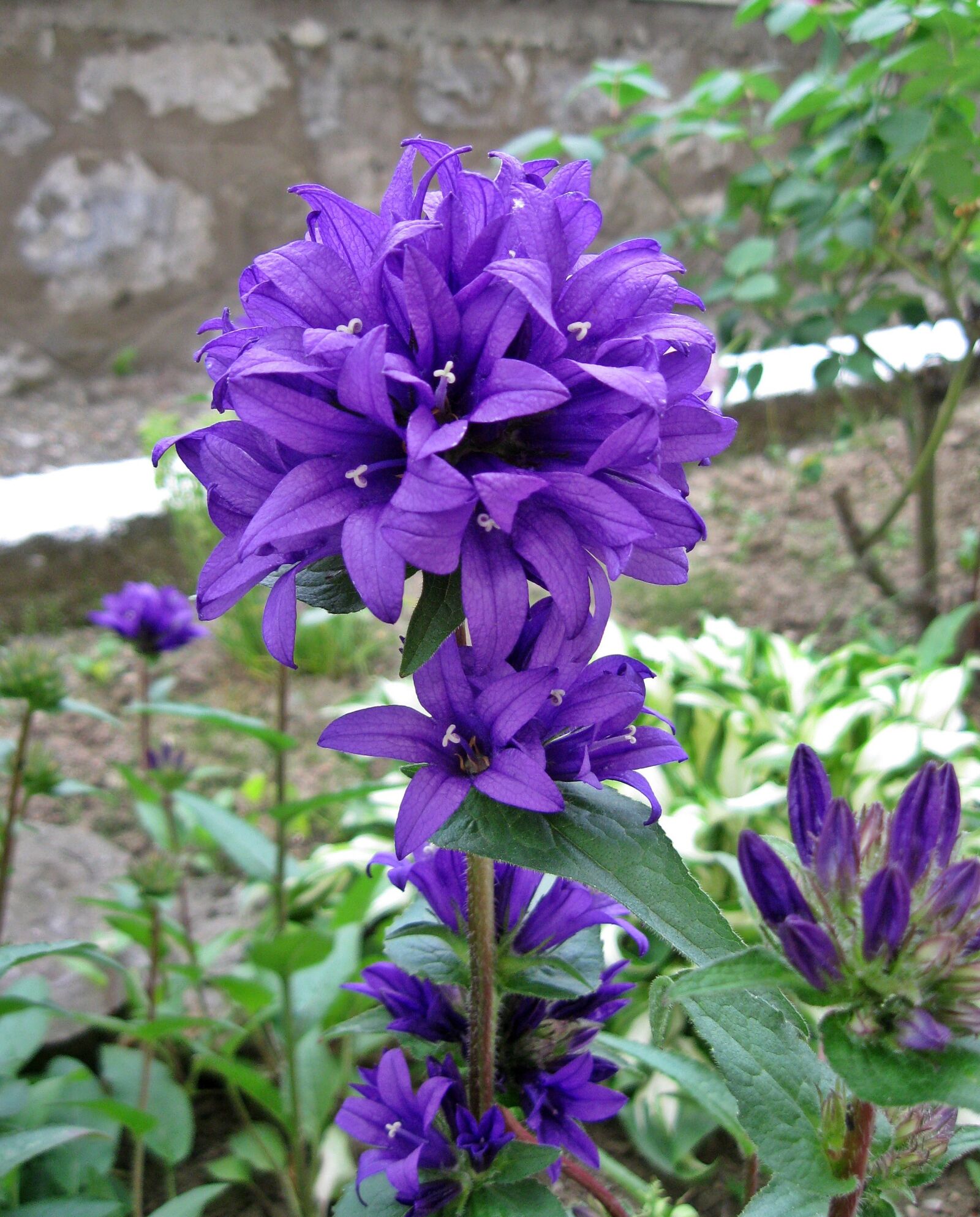 Canon PowerShot A590 IS sample photo. Autumn, purple, cone flower photography