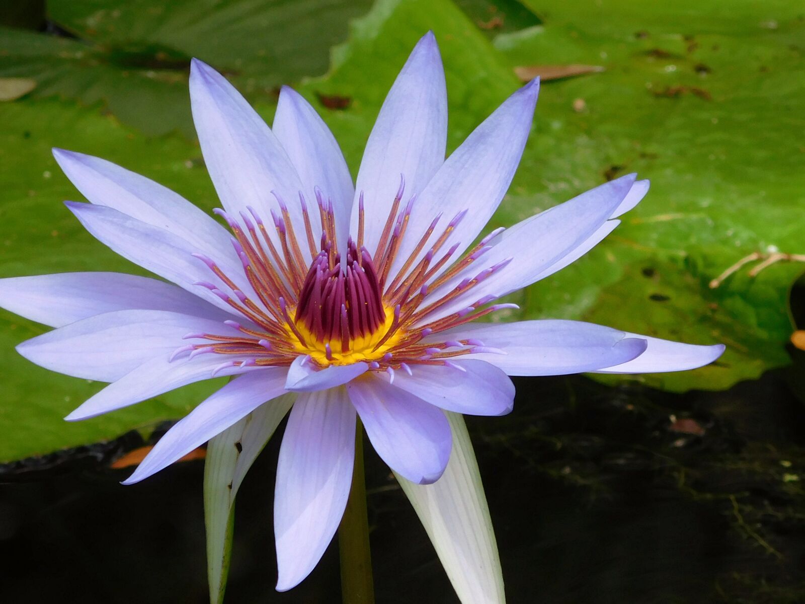 Nikon Coolpix S7000 sample photo. Water lily, lily, blue photography