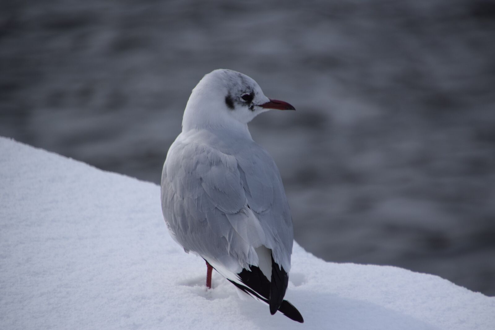 Nikon D3300 sample photo. Bird, wildlife, winter photography