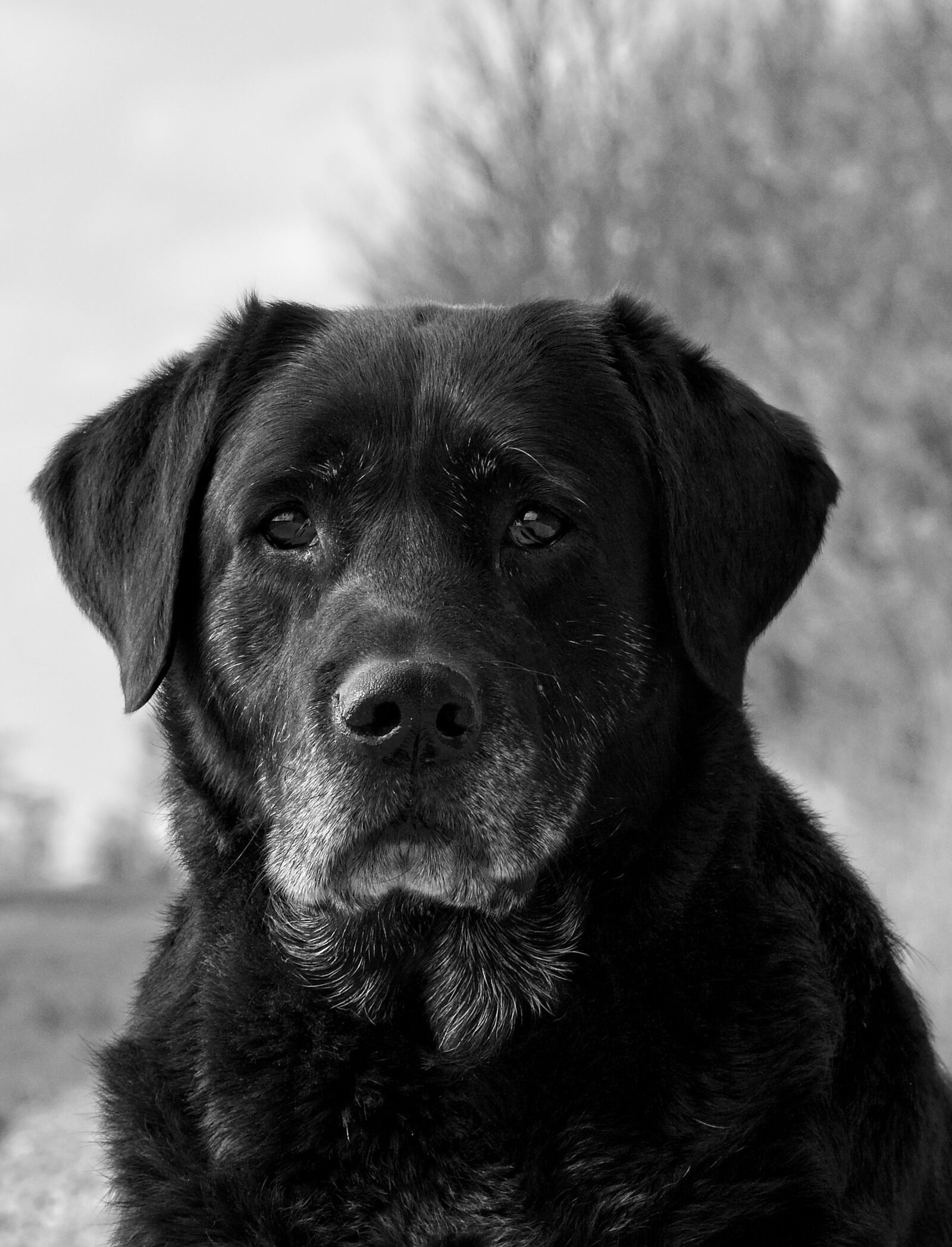 Canon EOS 70D sample photo. Labrador, black, dog photography