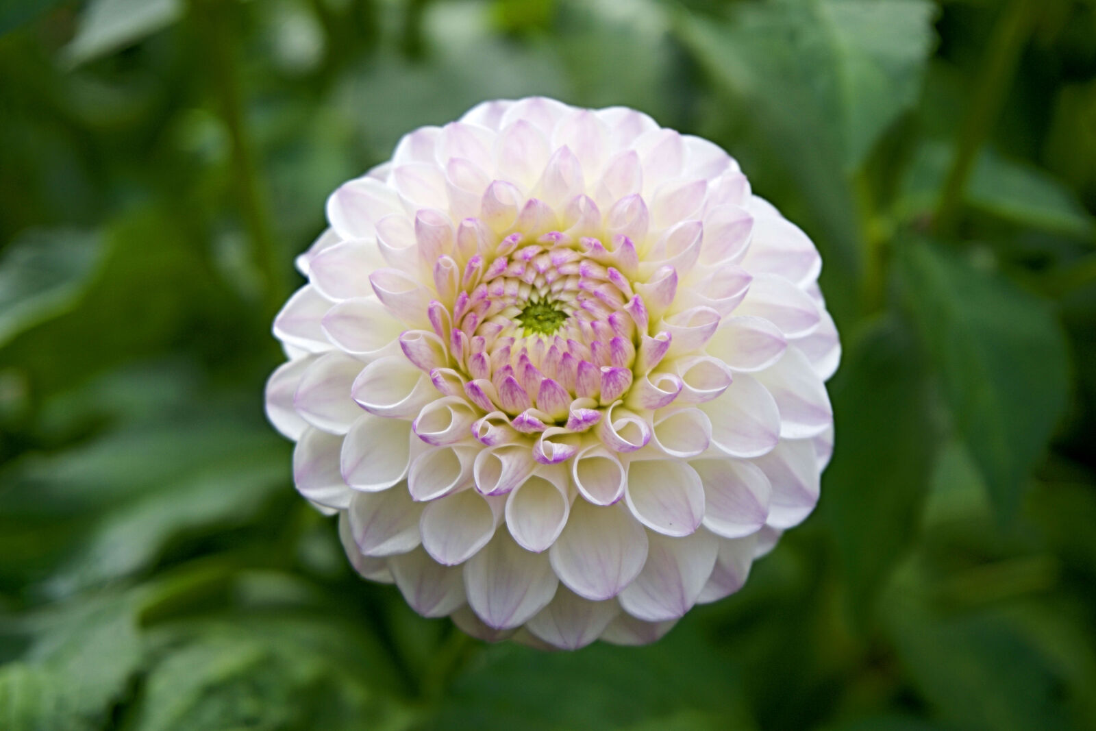 Sony E 16-50mm F3.5-5.6 PZ OSS sample photo. Garden, flower, closeup, close photography