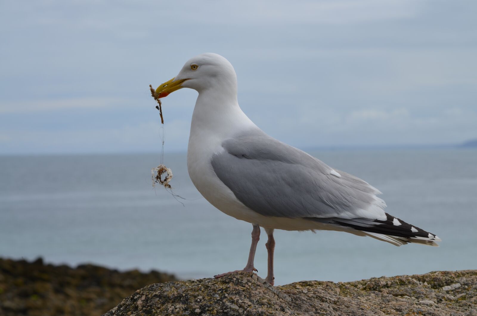 Nikon D5100 sample photo. Gull, cornwall, sea photography