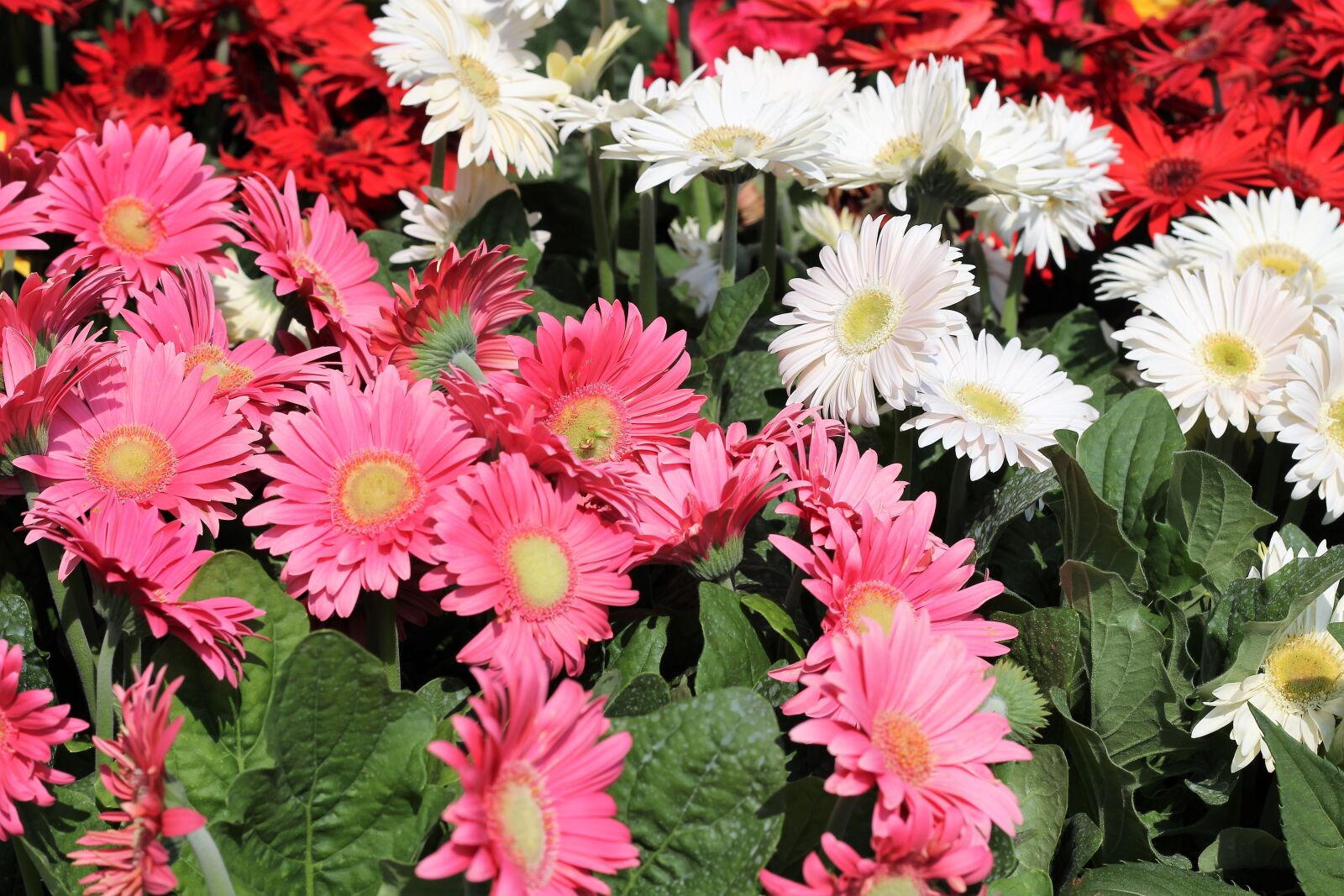 Canon EOS 600D (Rebel EOS T3i / EOS Kiss X5) + Canon EF 50mm F1.8 II sample photo. Flower exhibition, gerber daisy photography