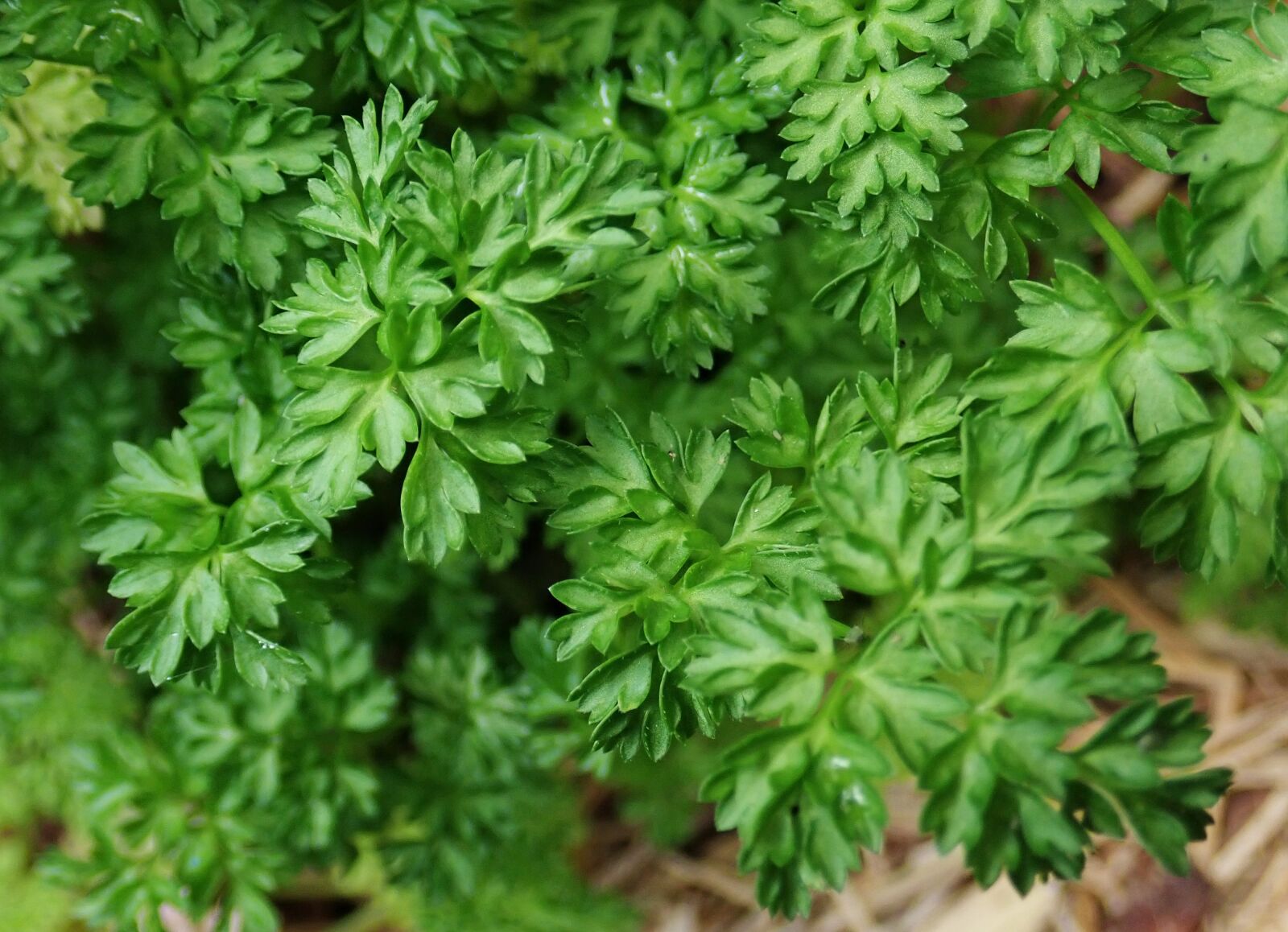 Olympus TG-5 sample photo. Chervil, herb, plant photography