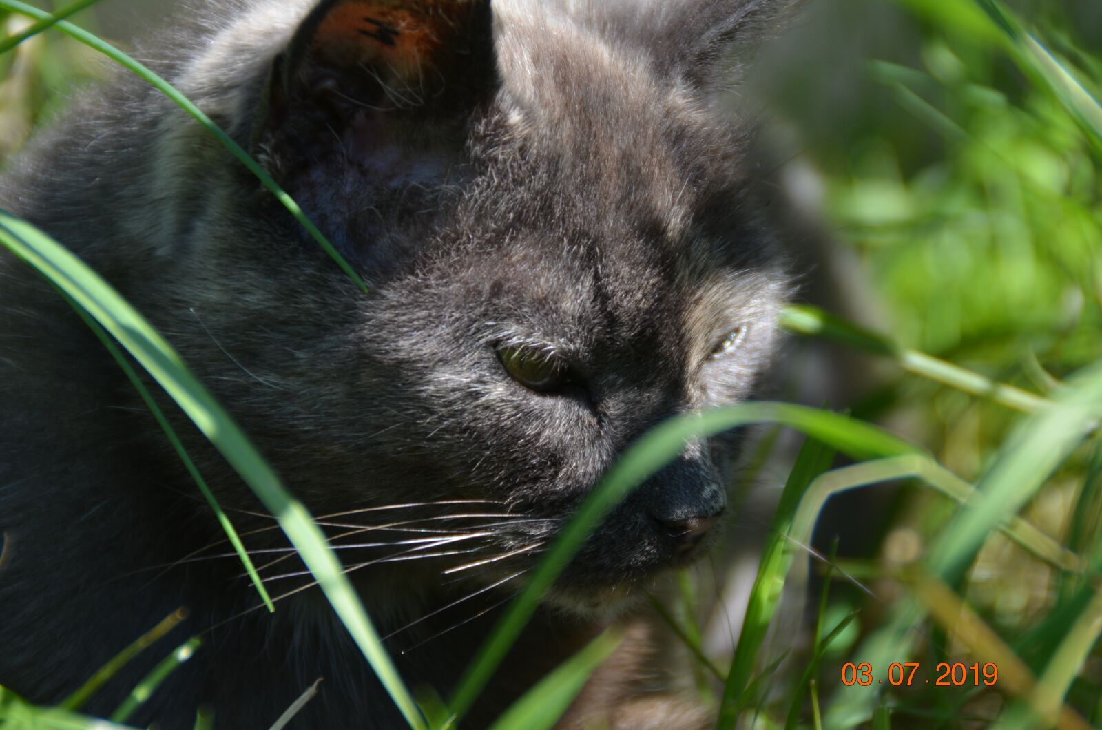 Nikon D5100 sample photo. Cat, nature, feline photography