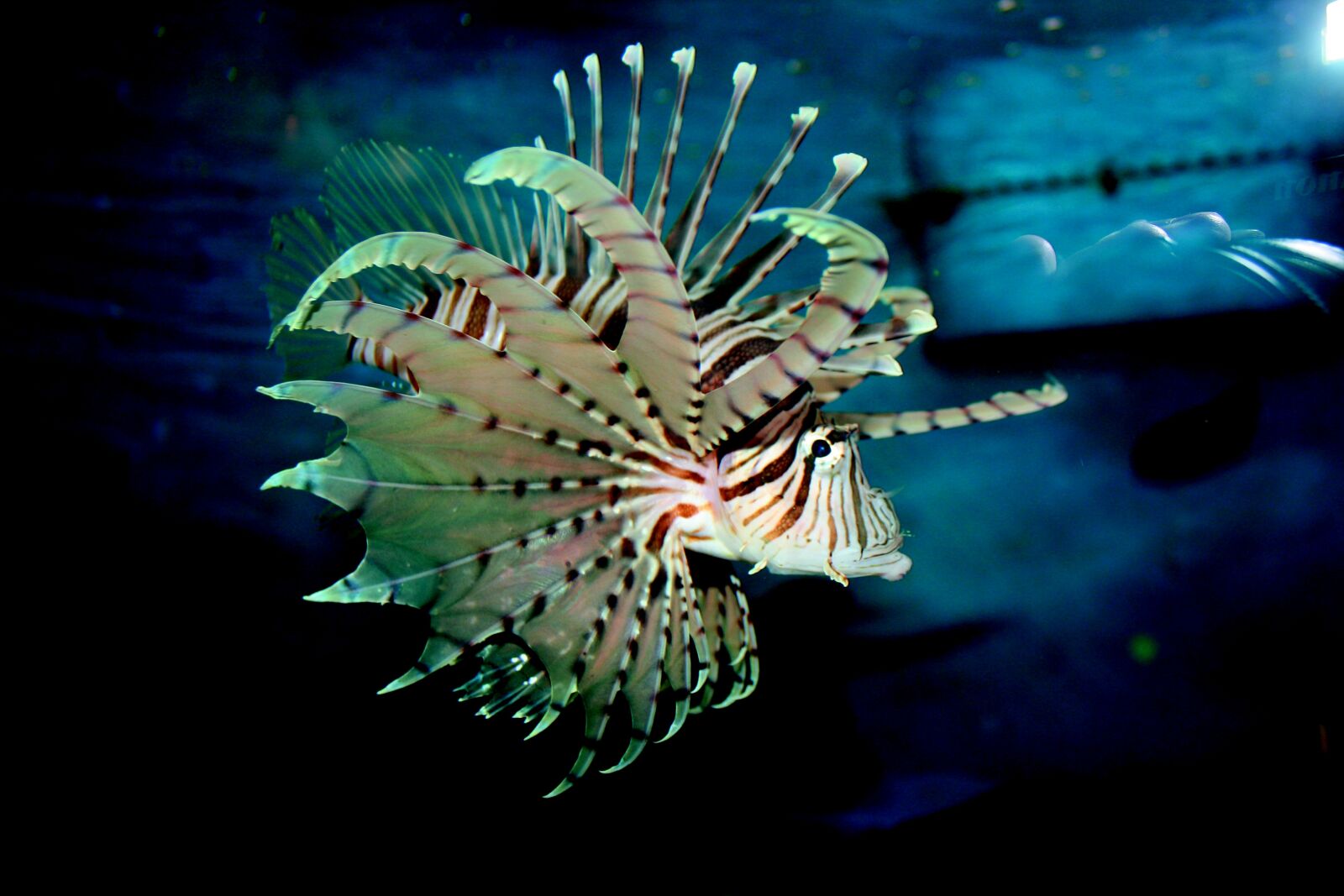 Canon EOS 1000D (EOS Digital Rebel XS / EOS Kiss F) sample photo. Fish, aquarium, blue photography