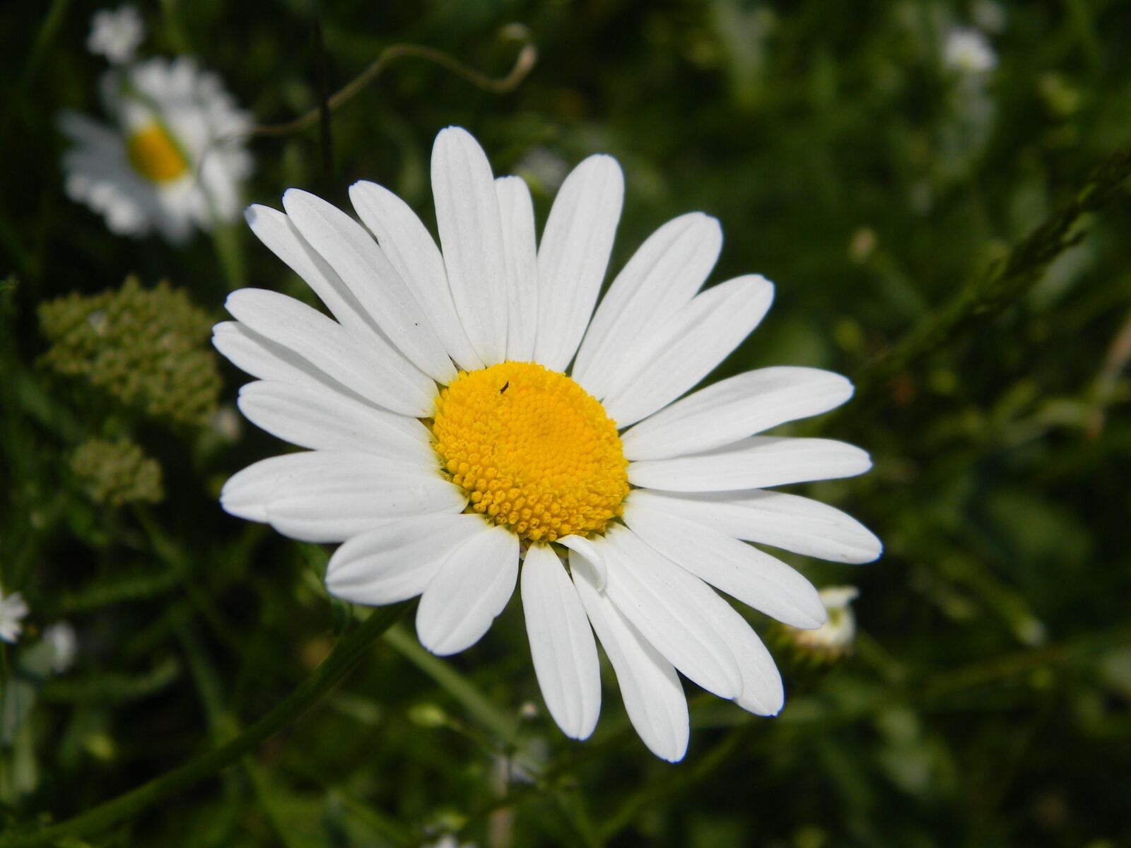 Nikon Coolpix L110 sample photo. Flower, daisy, white photography