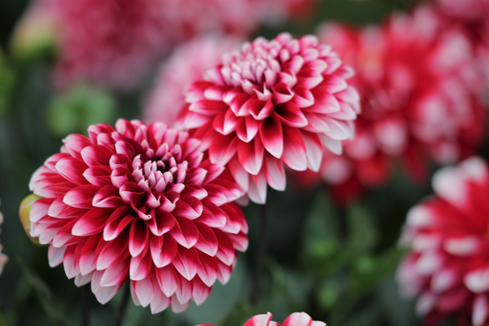 Canon EF 70-300 F4-5.6 IS II USM sample photo. Red and white dahlia photography