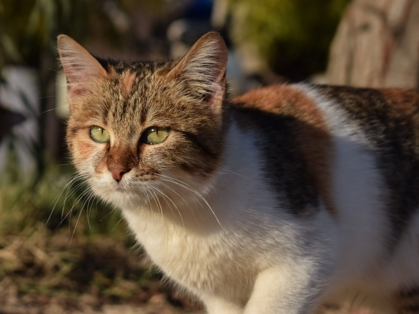 Nikon D3300 sample photo. Cat, stray, animal photography