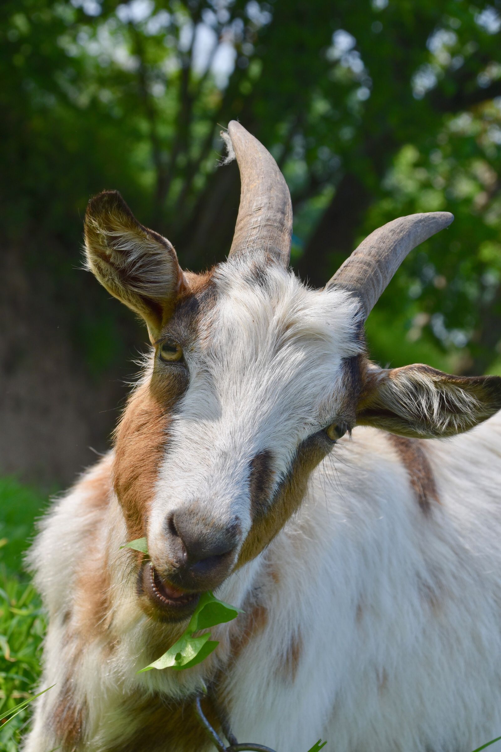 Nikon D5600 sample photo. Goat, goat horns, ruminants photography