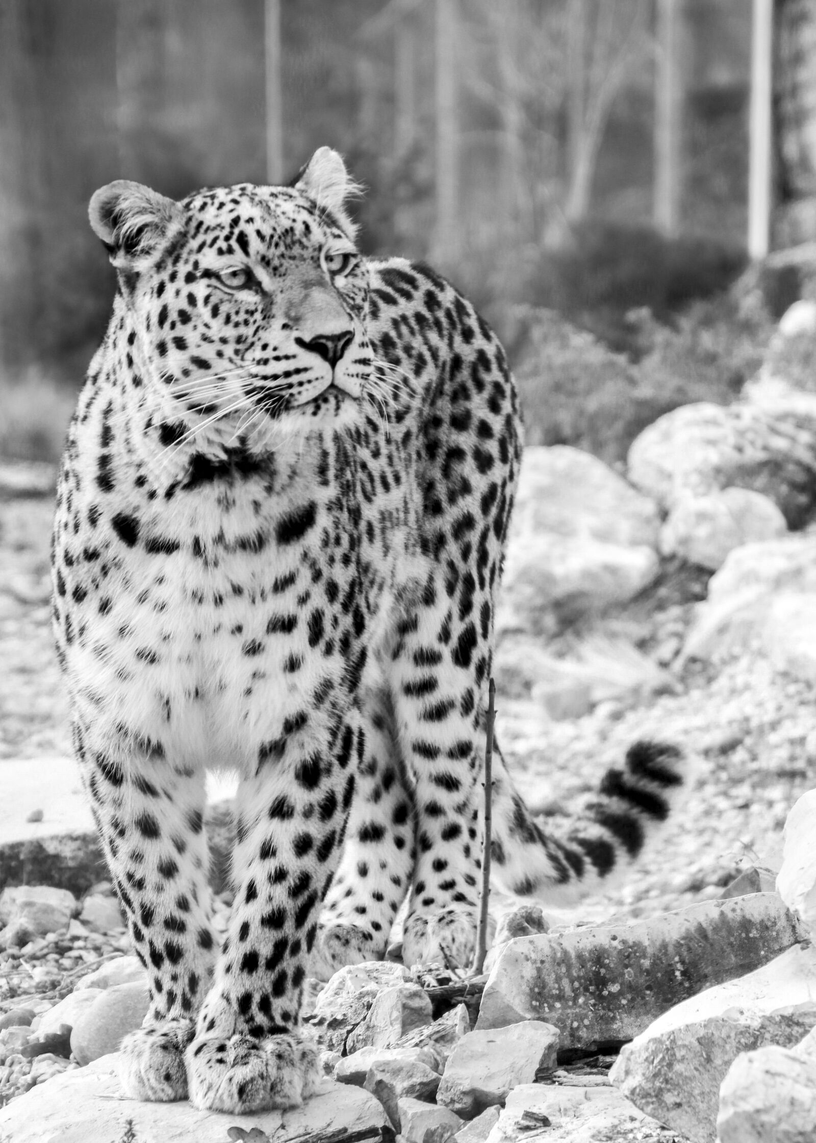 Canon EOS 70D sample photo. Persian leopard, leopard, full photography