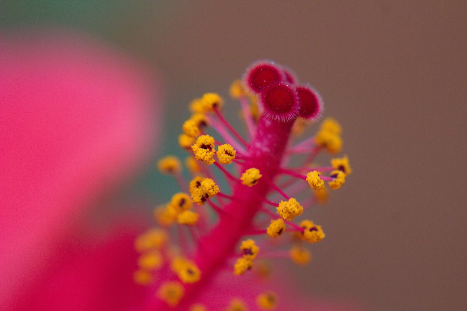 Canon EOS 1300D (EOS Rebel T6 / EOS Kiss X80) sample photo. Flower, stamen, pollens photography