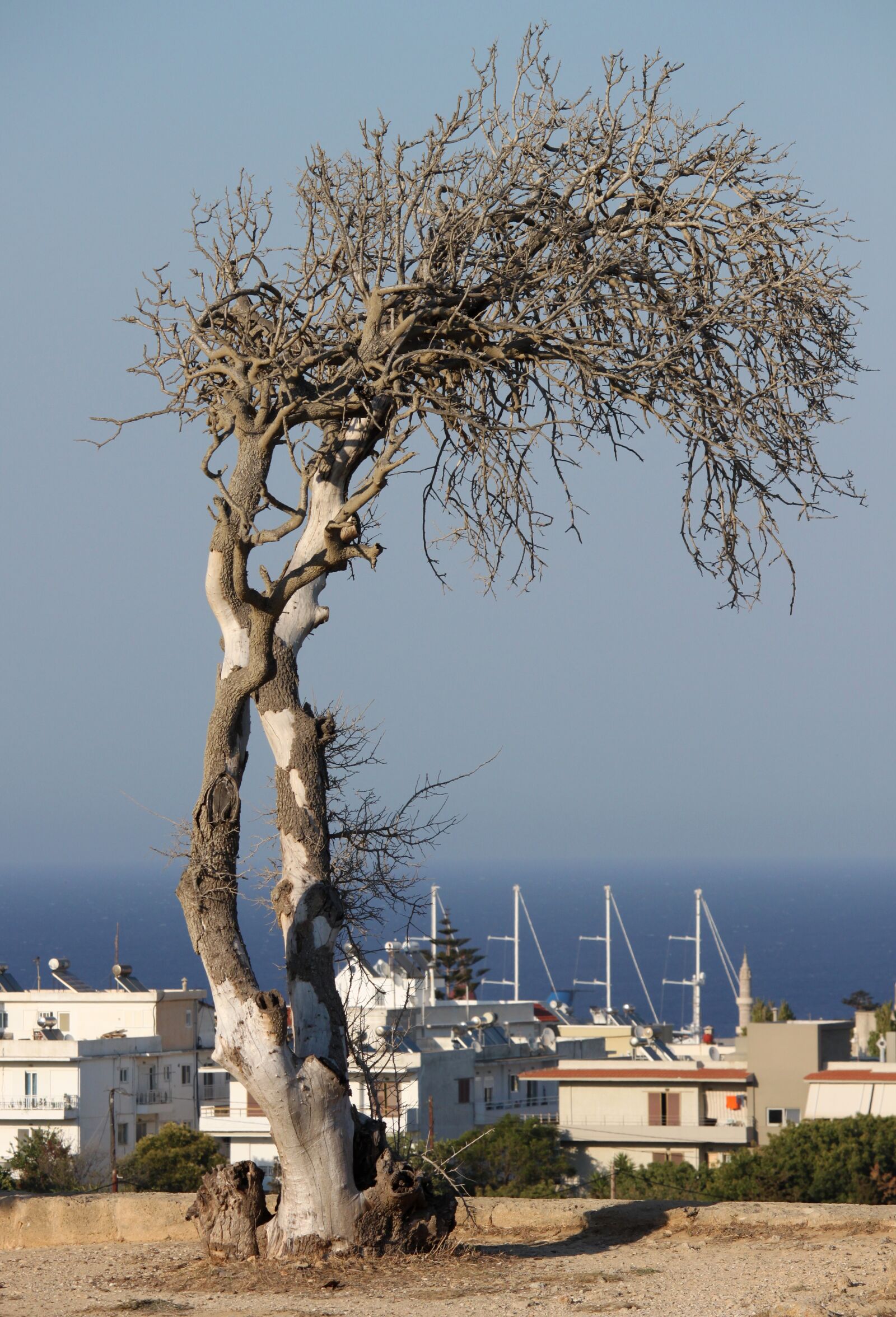 Canon EOS 500D (EOS Rebel T1i / EOS Kiss X3) sample photo. Dead tree, sea, greece photography