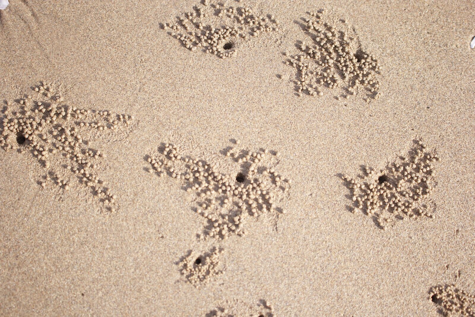 Canon EOS 60D sample photo. Sand, shore, the beach photography