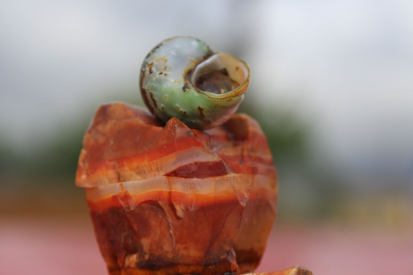 Canon EOS 700D (EOS Rebel T5i / EOS Kiss X7i) sample photo. Snail, snail in the photography