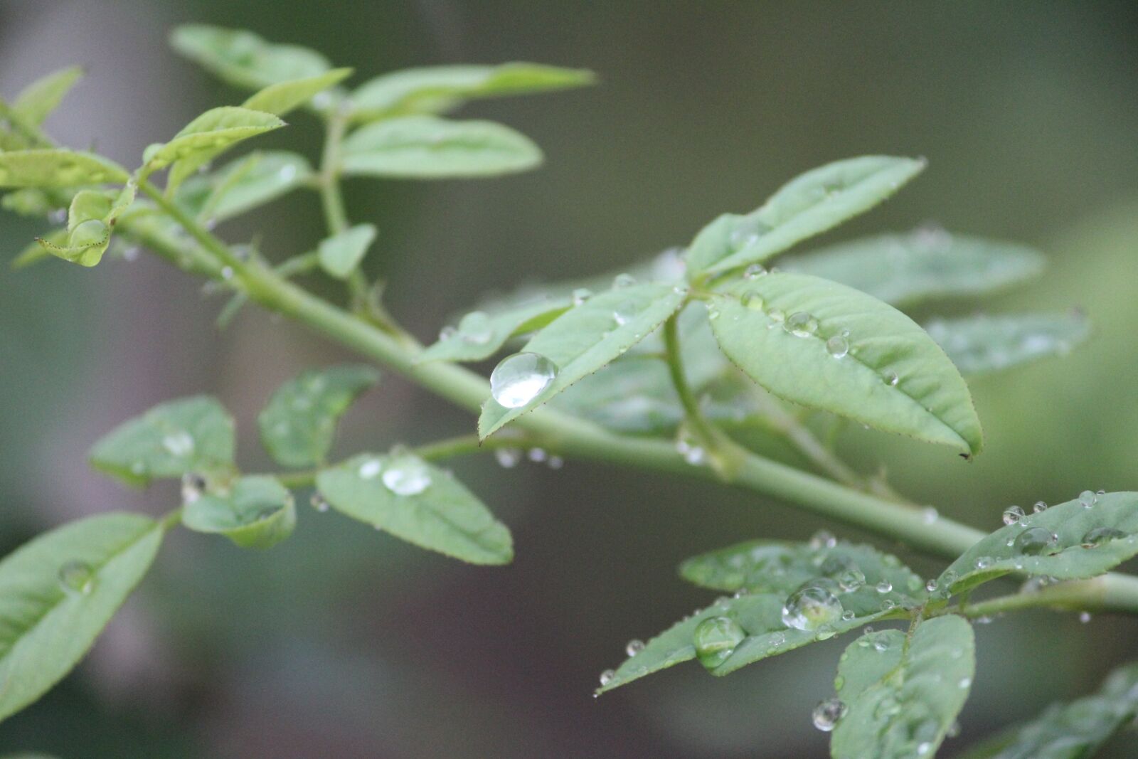 Canon EOS 1200D (EOS Rebel T5 / EOS Kiss X70 / EOS Hi) sample photo. Water, drops, plant photography