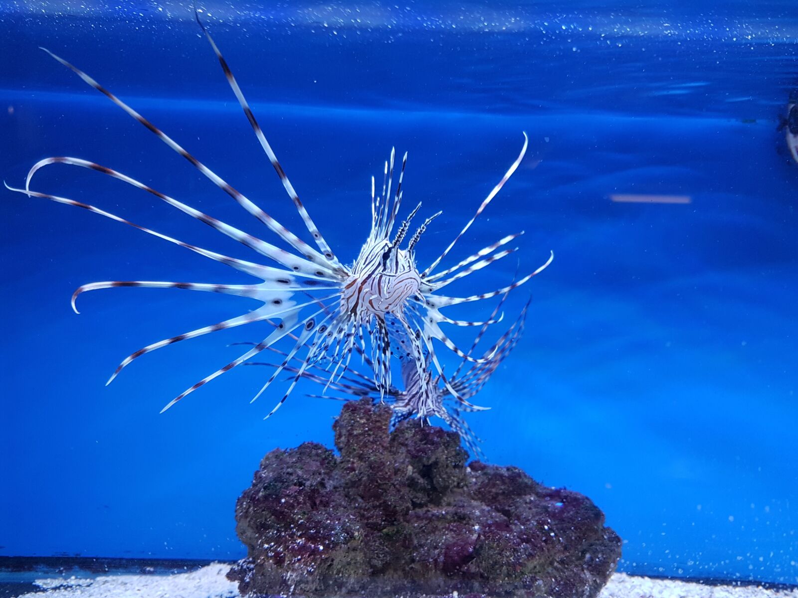 Samsung Galaxy S7 Edge sample photo. Lion fish, marine, predator photography
