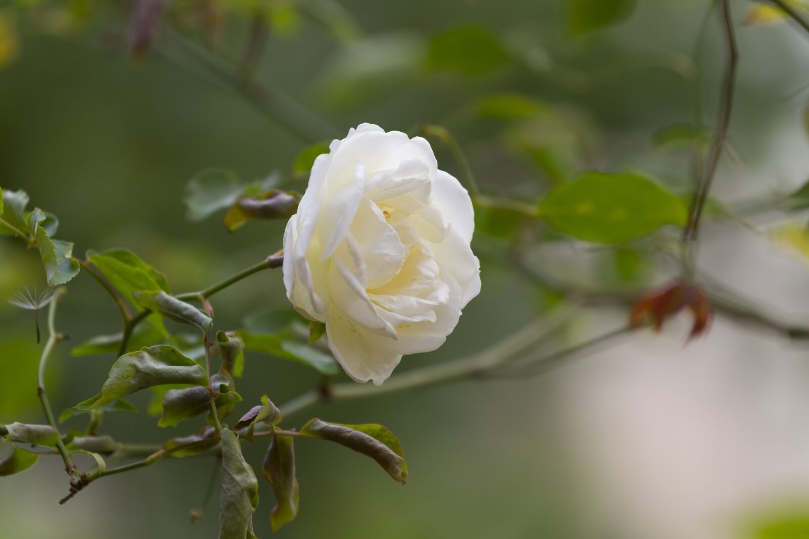 Canon EOS 7D + Canon EF 70-200mm F4L USM sample photo. Rosa, white, flower photography