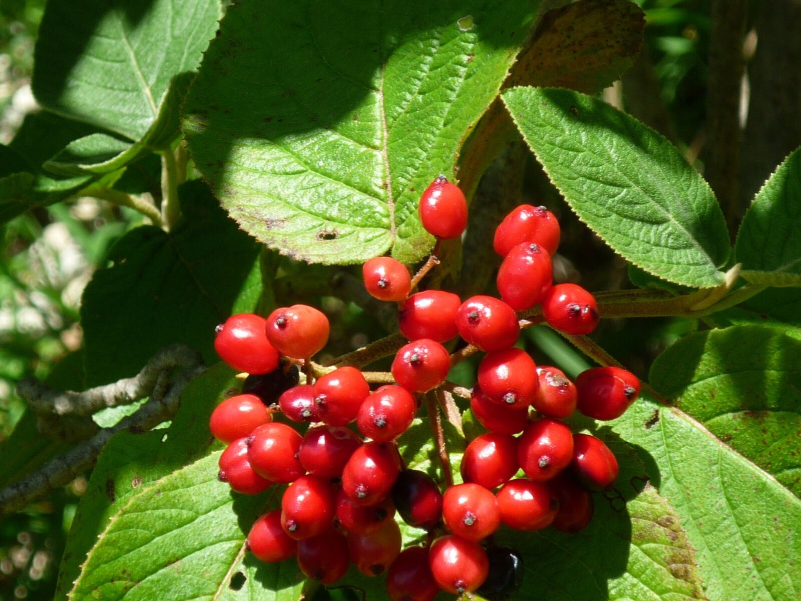 Panasonic Lumix DMC-FS6 sample photo. Berries, grape, bush photography