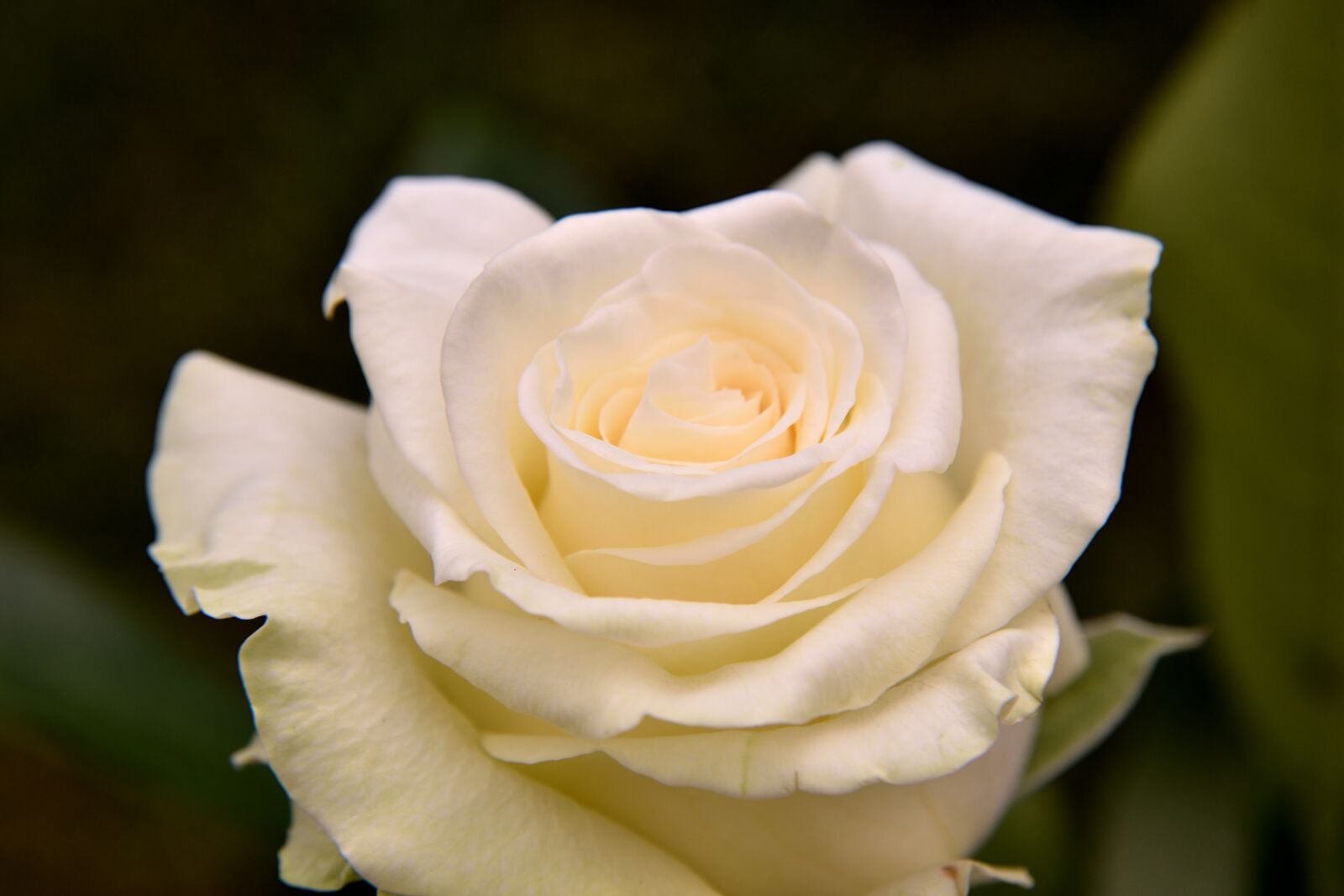 Nikon D5500 sample photo. Rose bloom, champagne colors photography