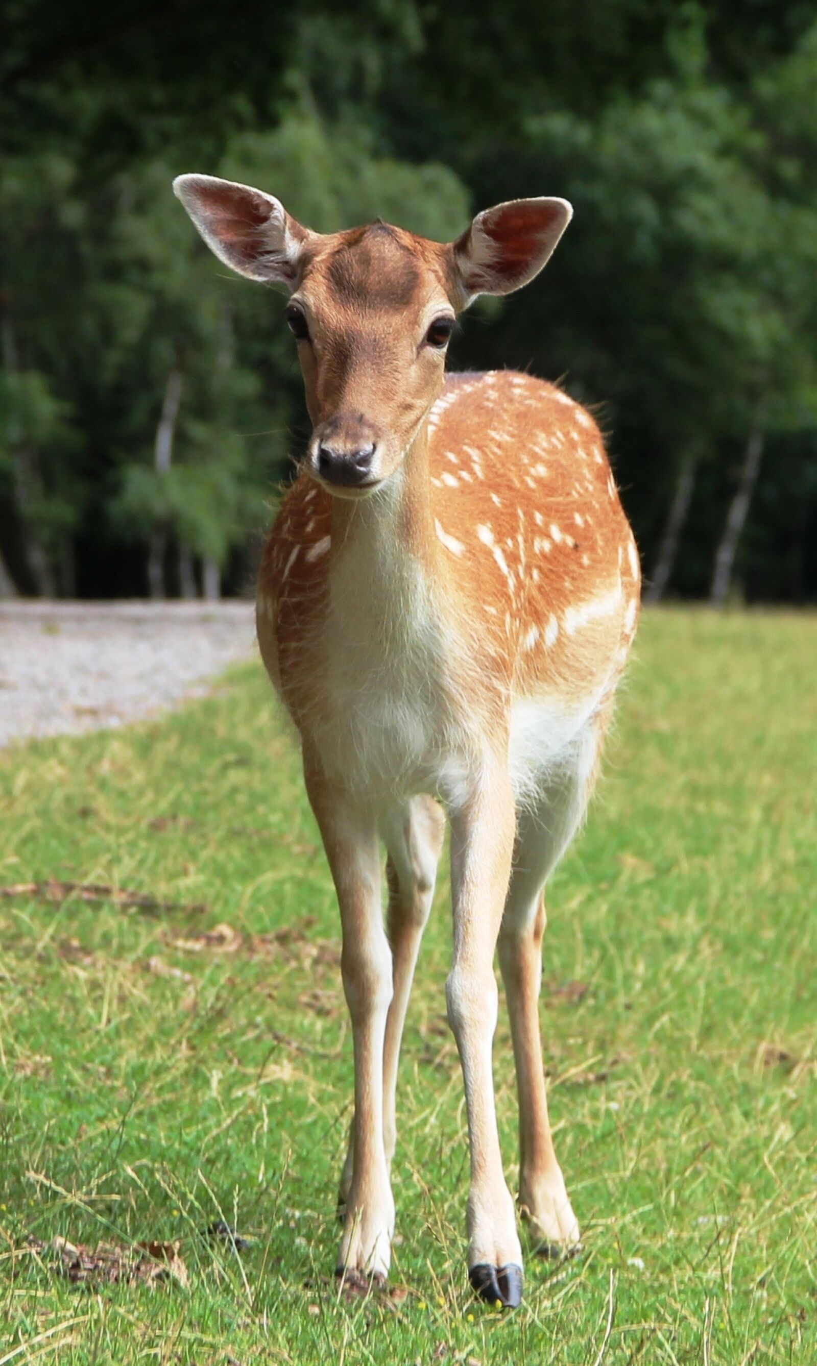 Canon EOS 600D (Rebel EOS T3i / EOS Kiss X5) sample photo. Roe deer, wild, nature photography