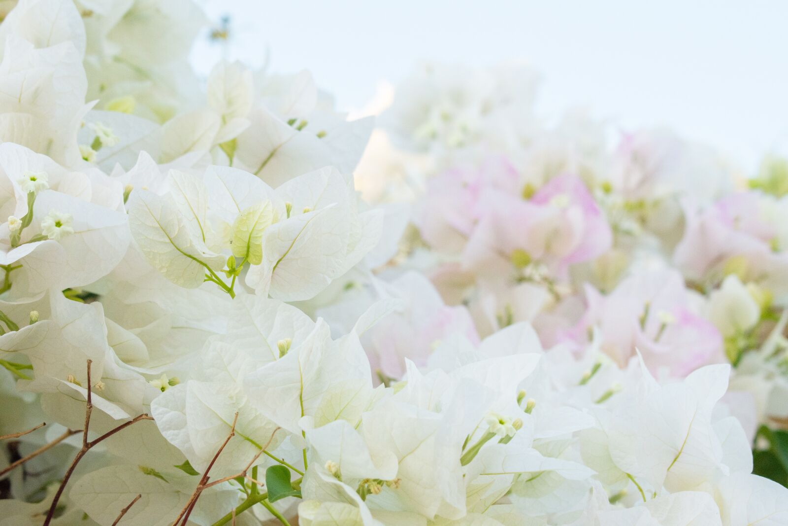 Nikon D7200 sample photo. Flowers, white, nature photography