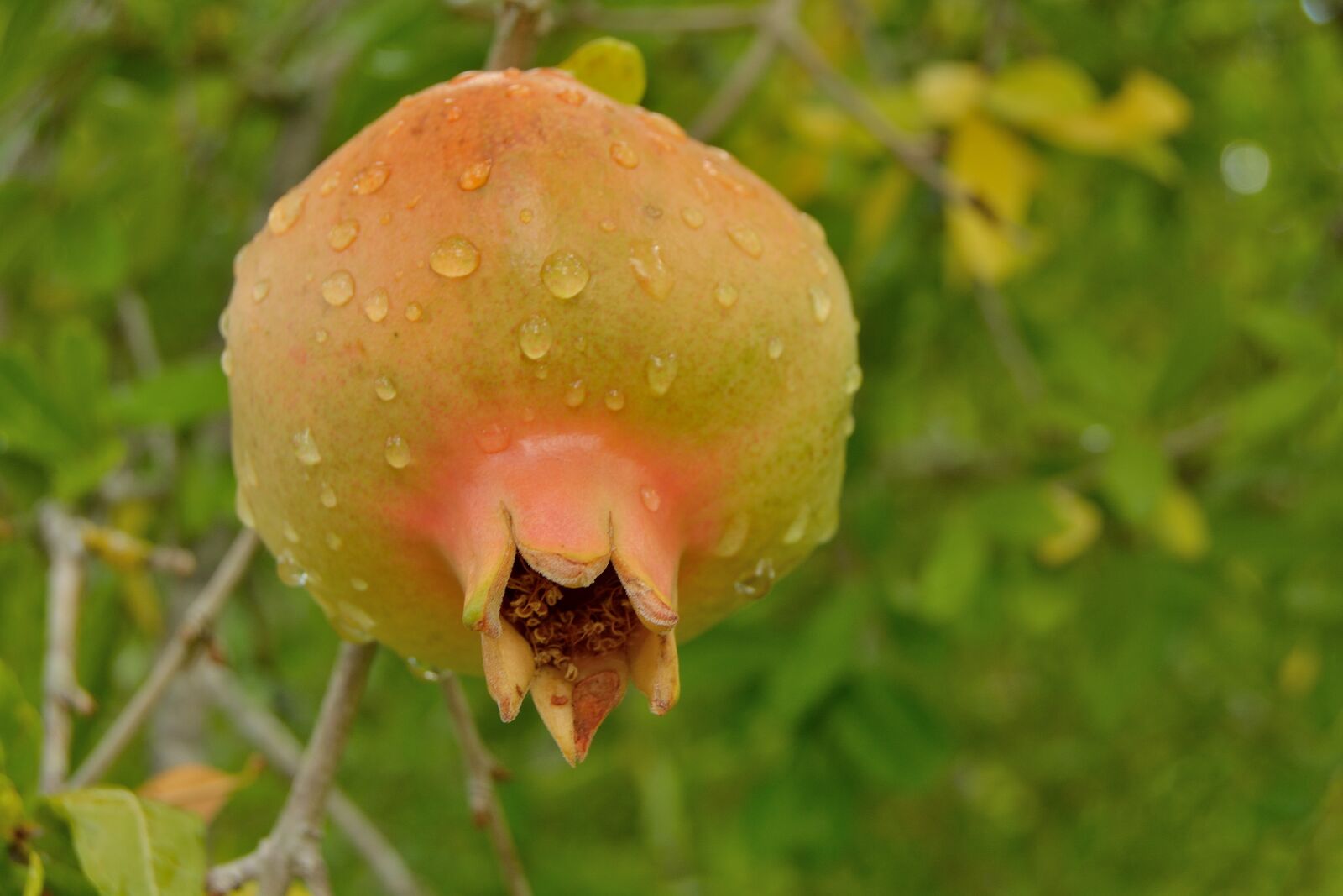Nikon D5200 sample photo. Pomegranate, fruit, red photography