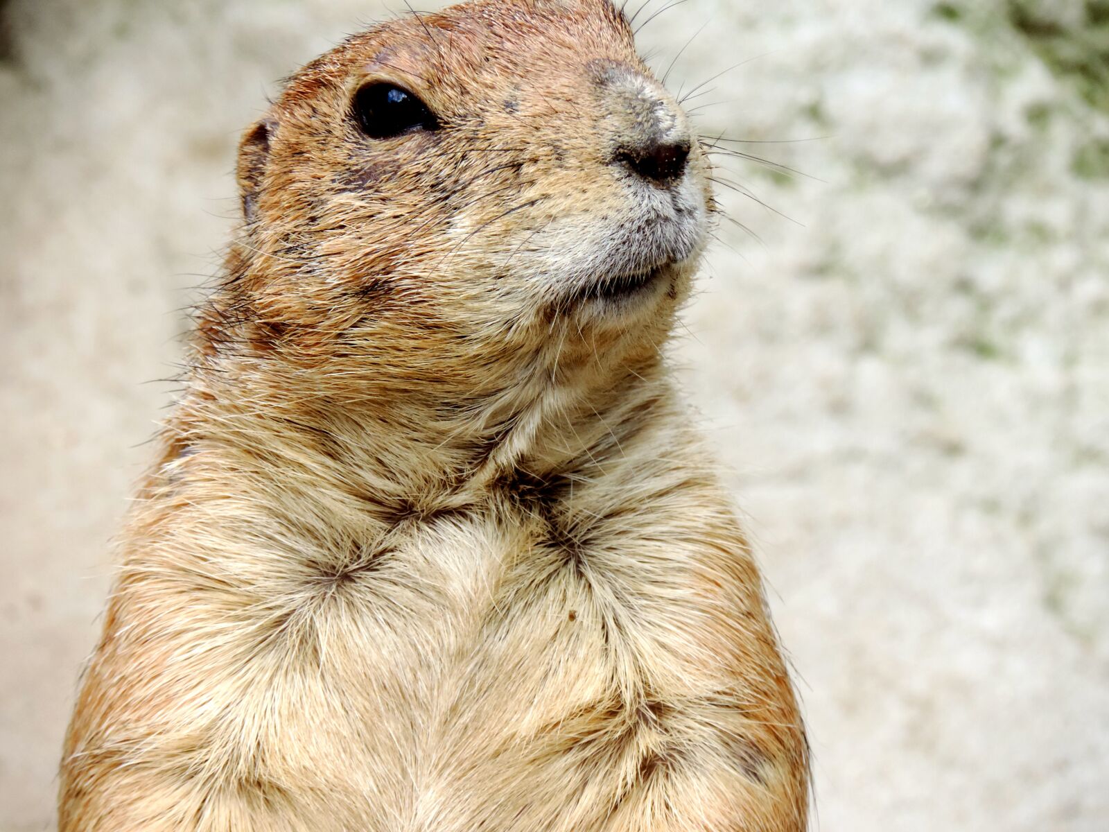 Nikon Coolpix P520 sample photo. Marmot, rodent, croissant photography