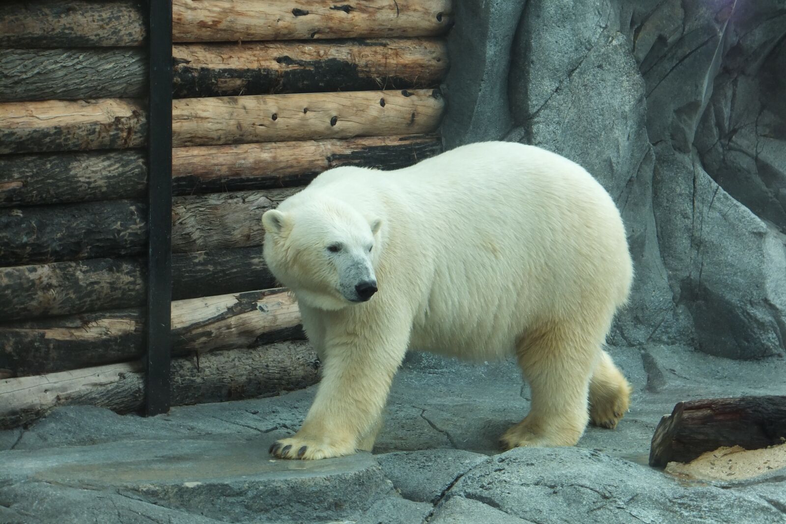 Fujifilm FinePix F770EXR (FinePix F775EXR) sample photo. Polar bear, animal, arctic photography